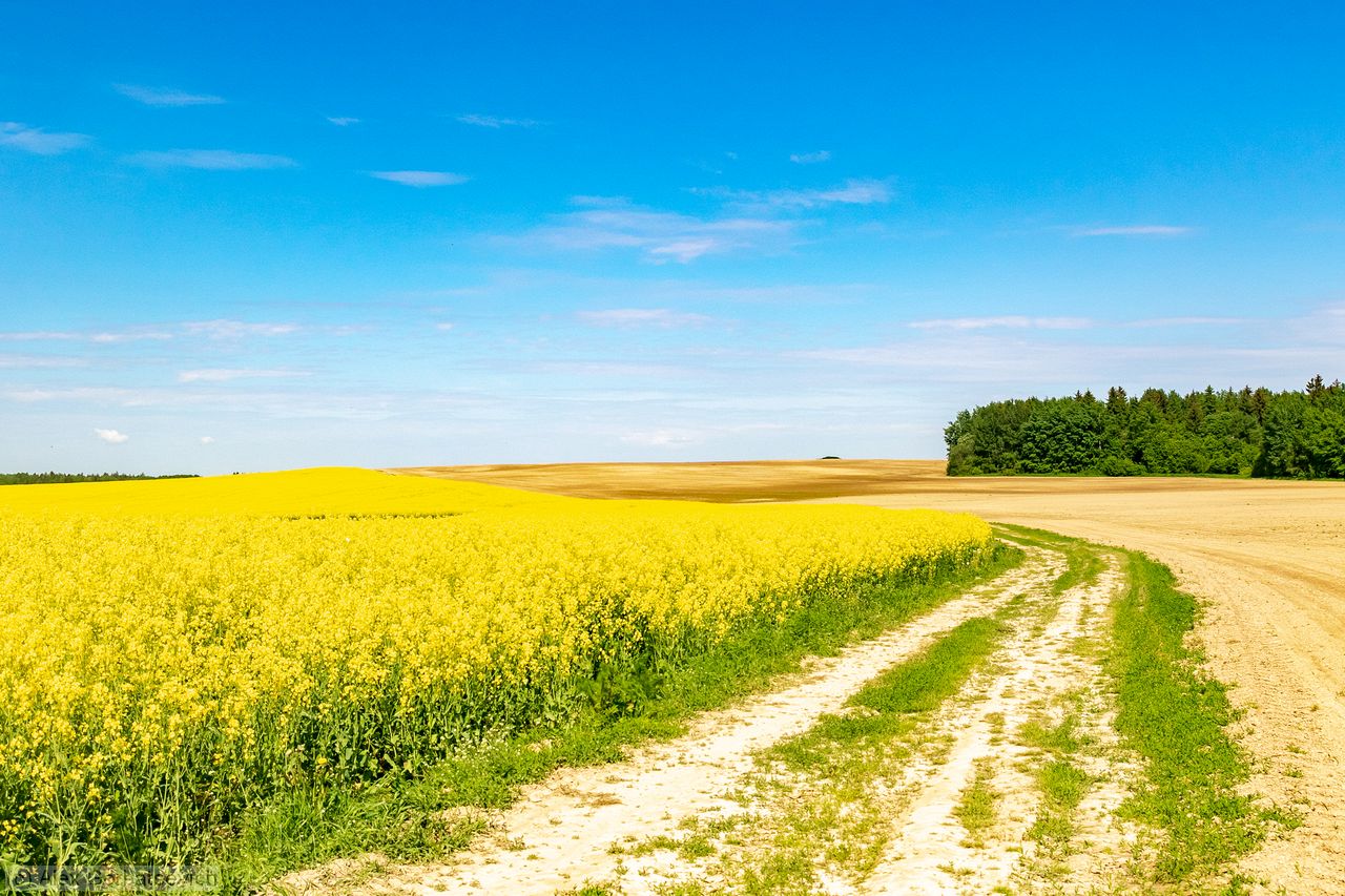 ������ ����� ����