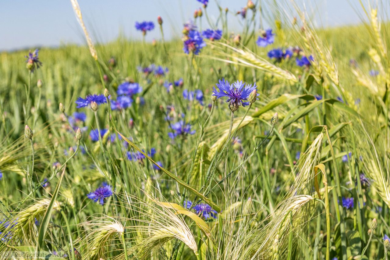 ������� �� ���