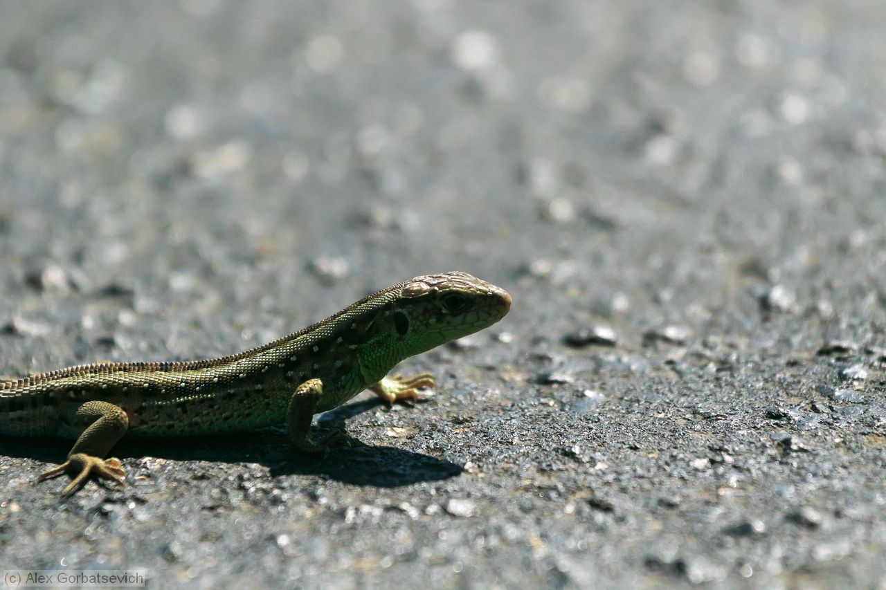 � ���� ���