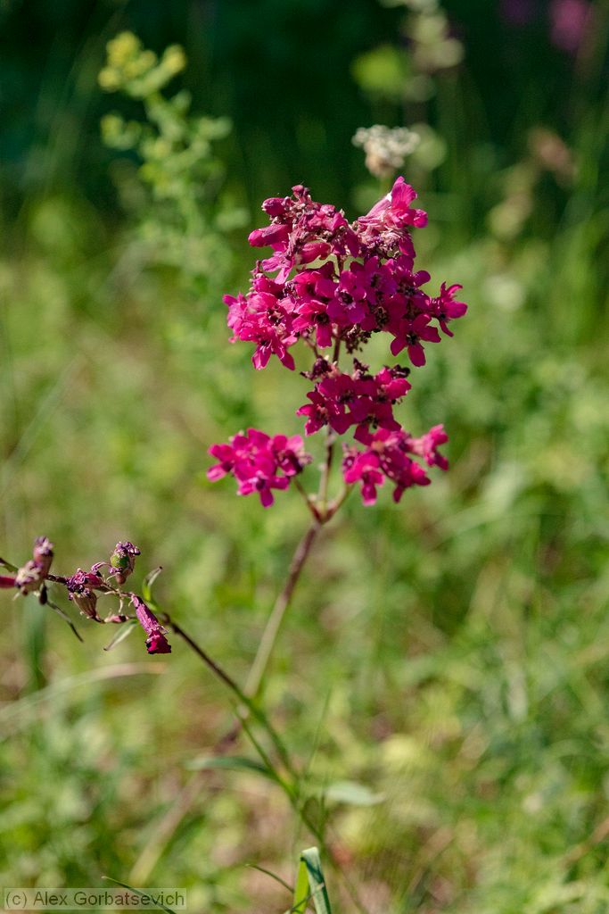 �������� ��������