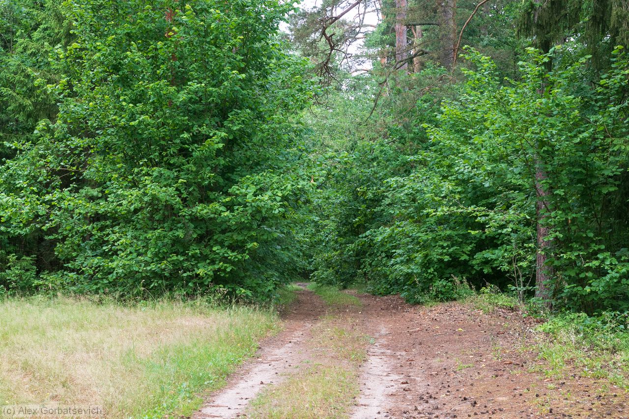 ������ ������