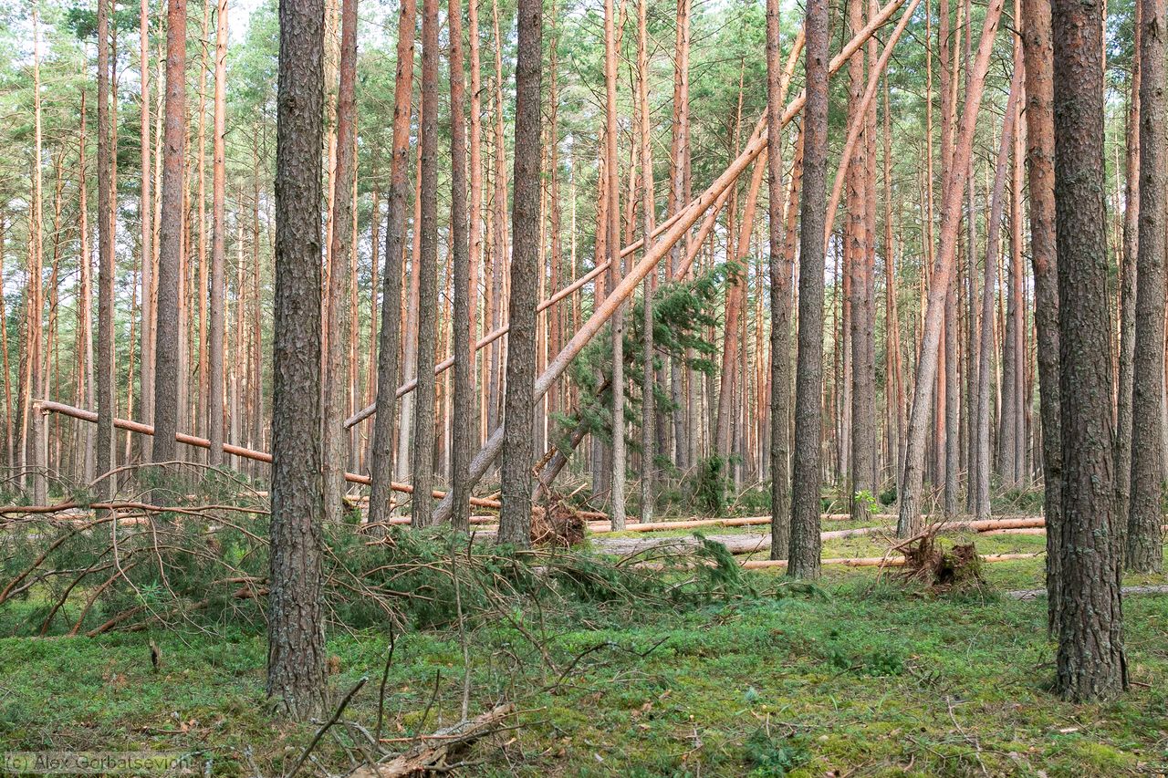 ����������� ����