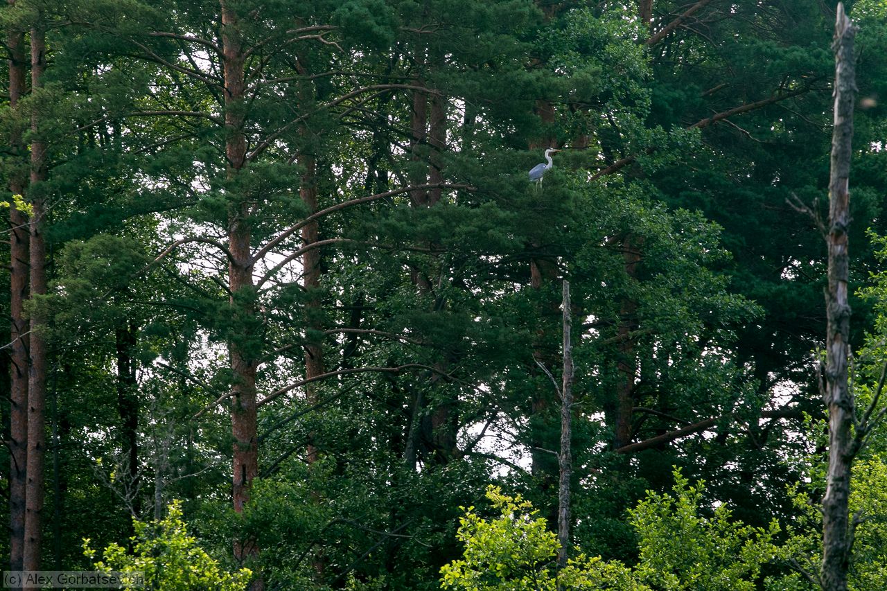 ������ ������