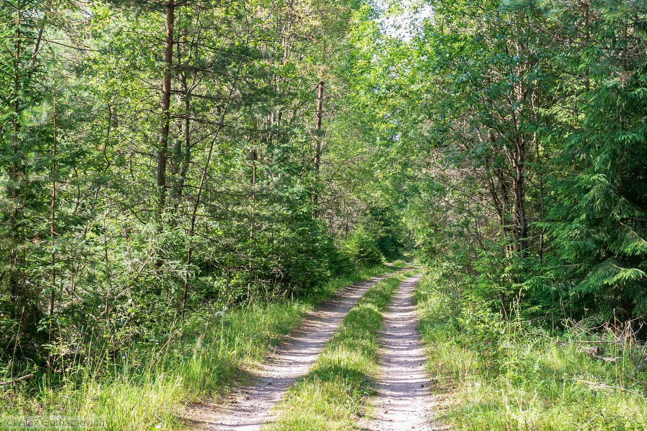 ������ ������