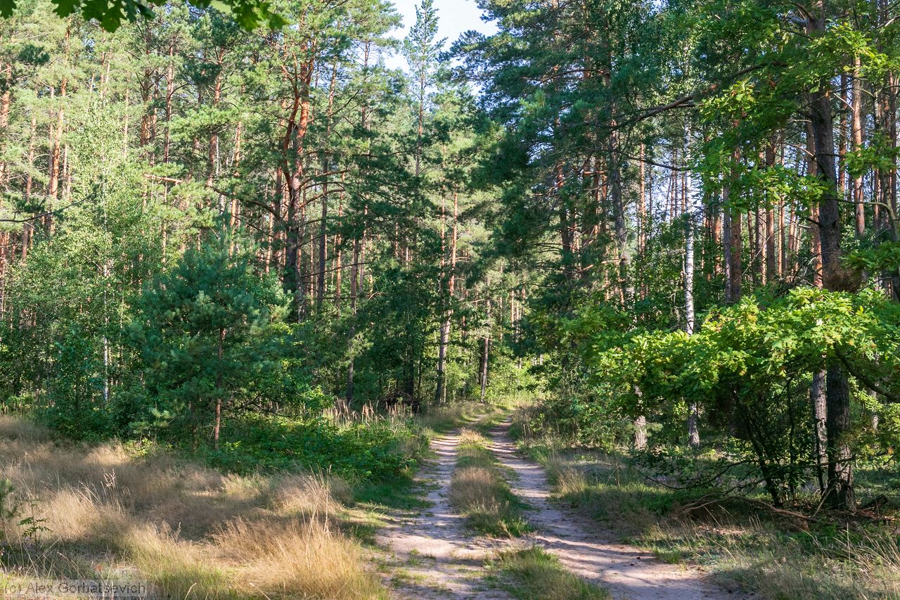 ������ ������