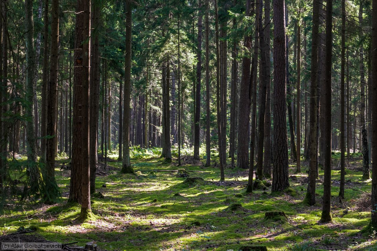 �������� ���