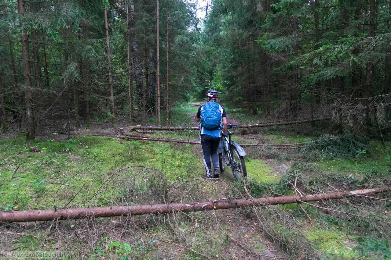 ������ ������