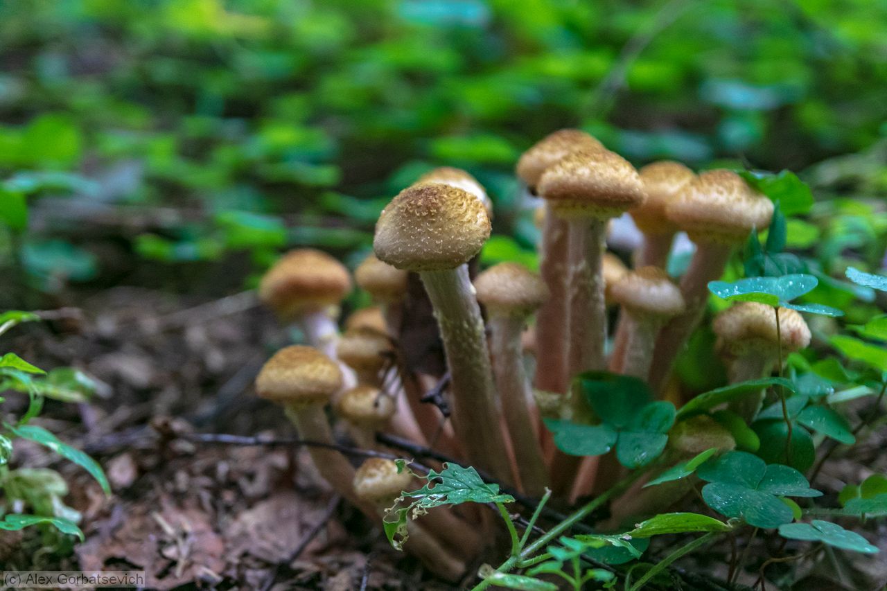 ����� �������