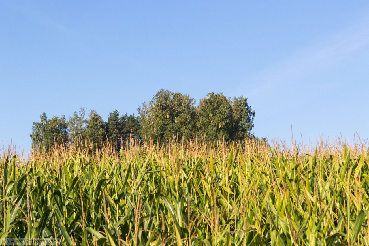 ������ �������