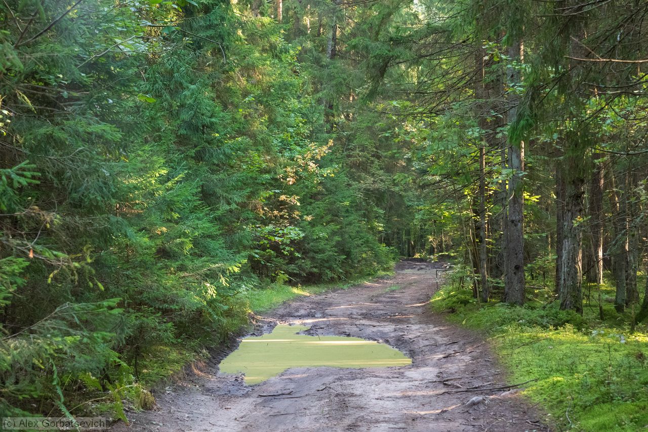 ��� �������. ���