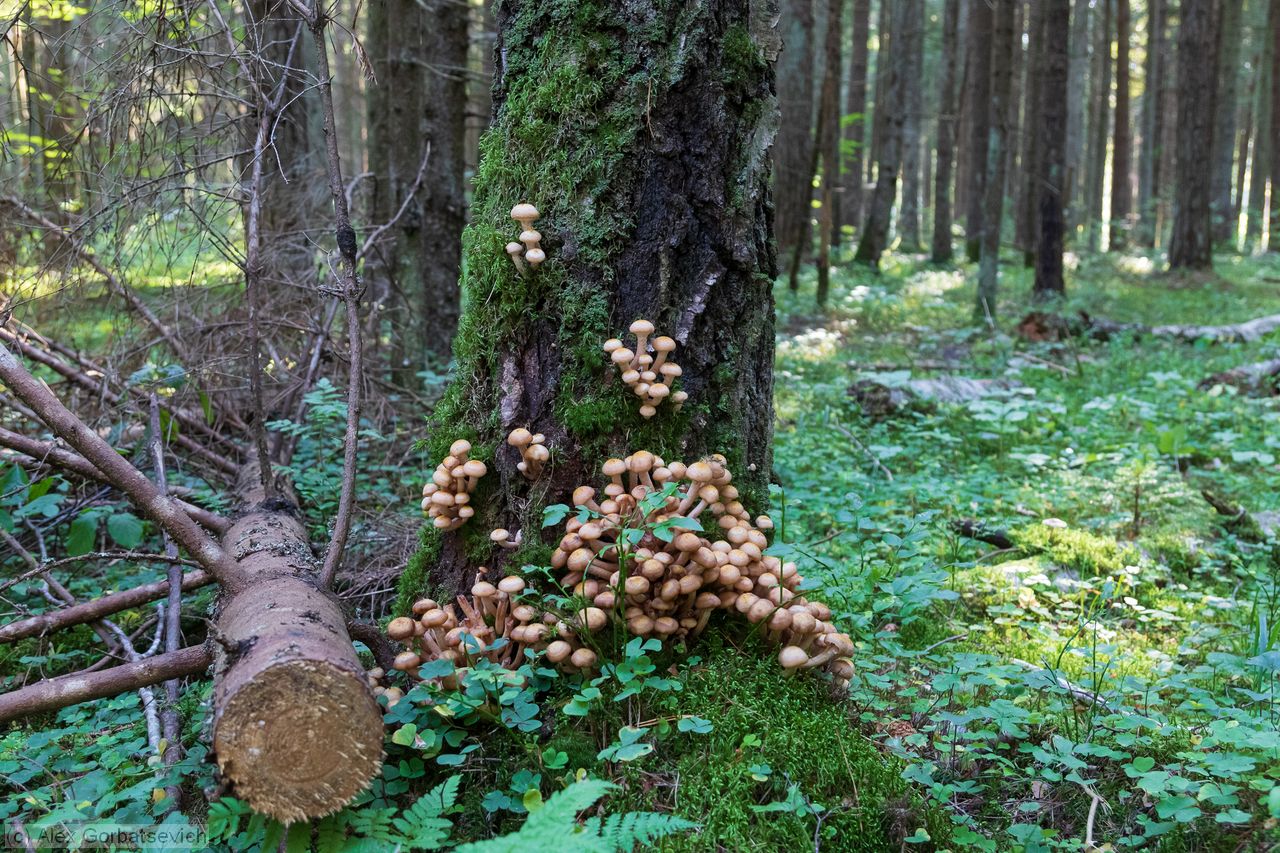 ����� �������