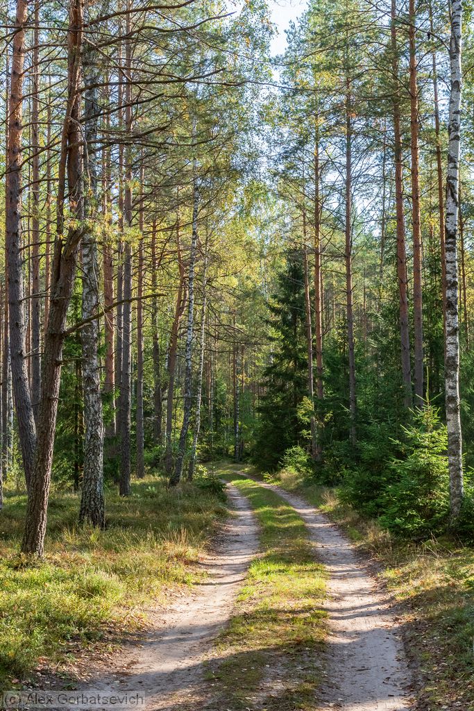 ������ ������