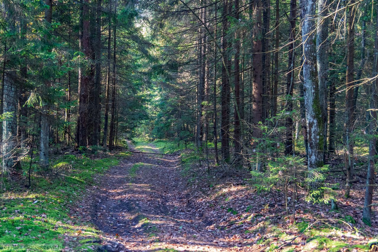 ������ ������