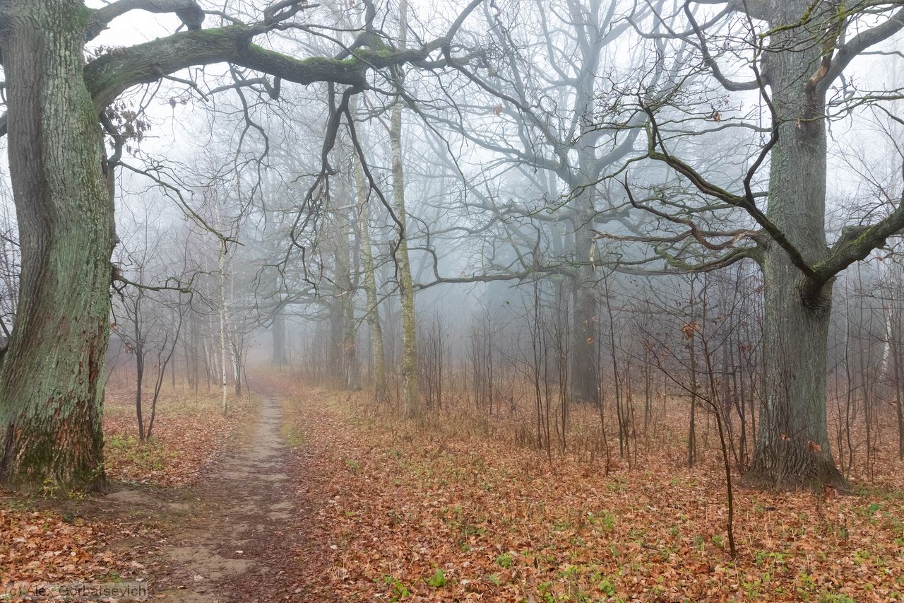 ������� ����