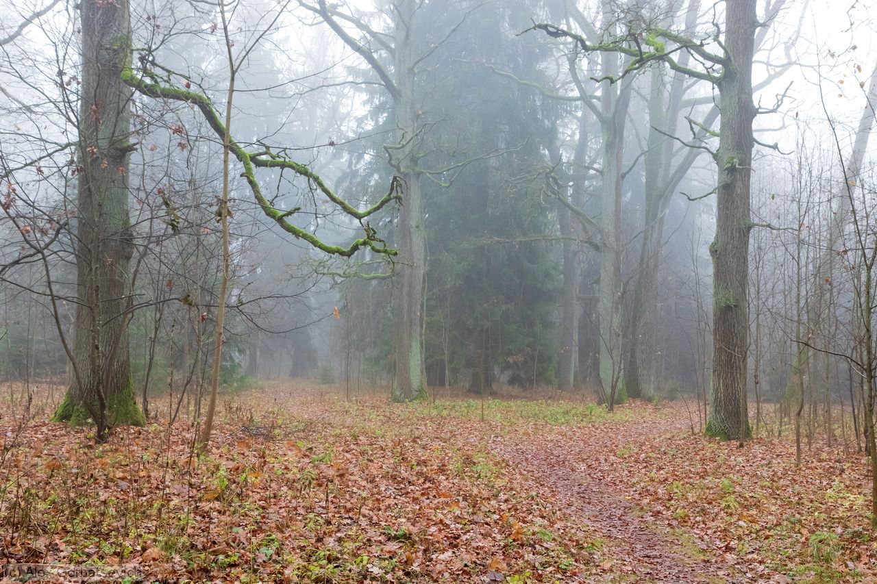 ������� ����