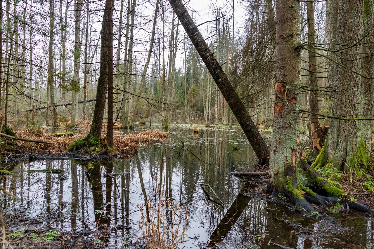 �������� �������