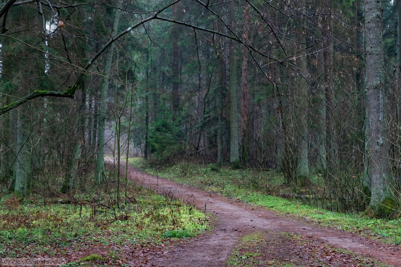 ������ ������