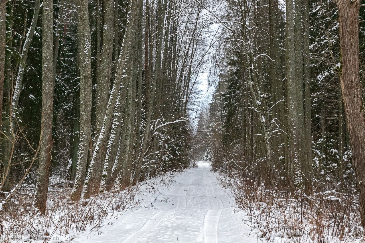 ������ ������