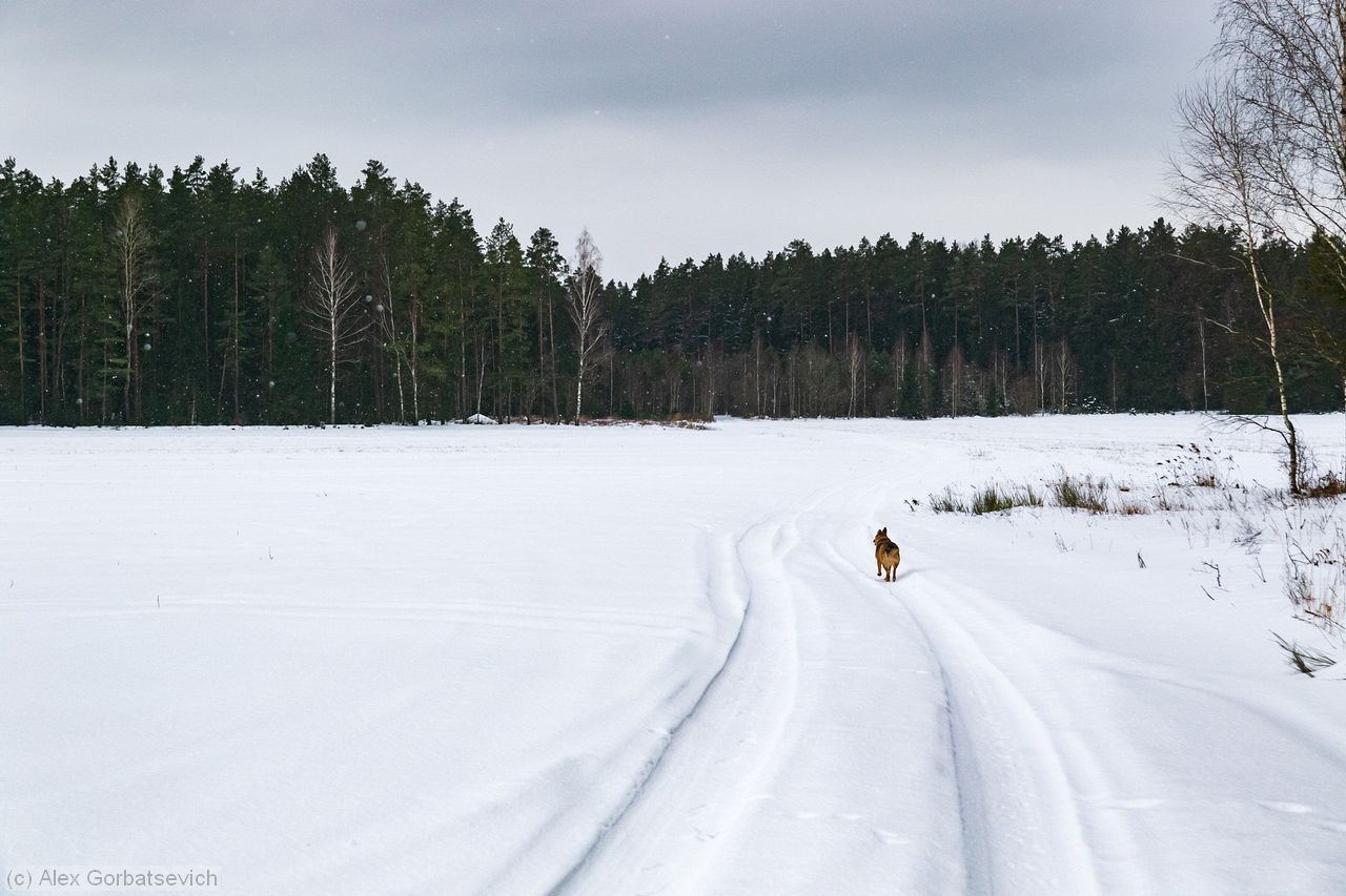 ����� ����