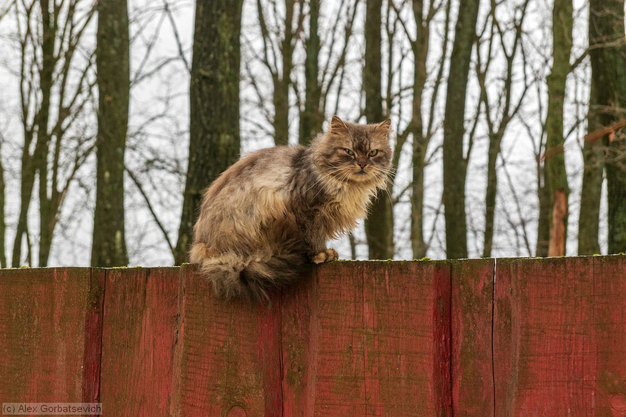 �����. ��� �����