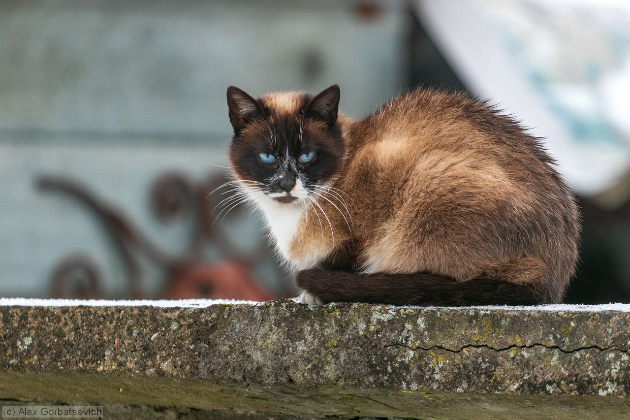 �����. ��� �����