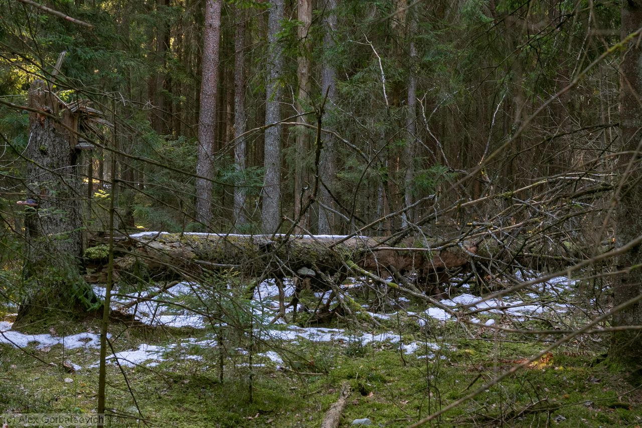 ������ ���������