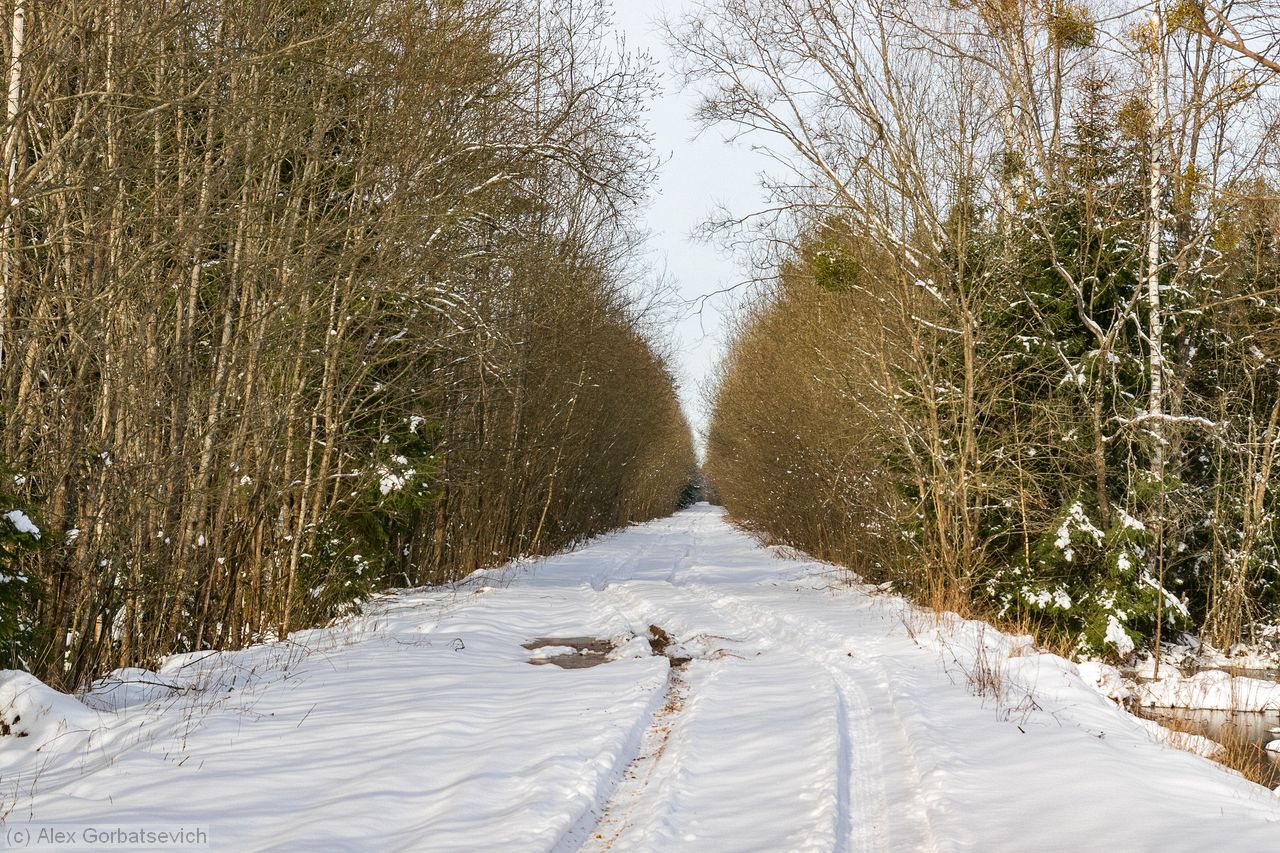 ������ ����� ���