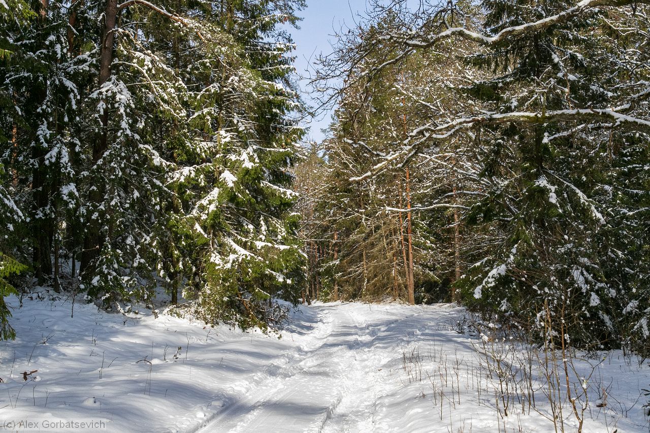 ����� ������ ���