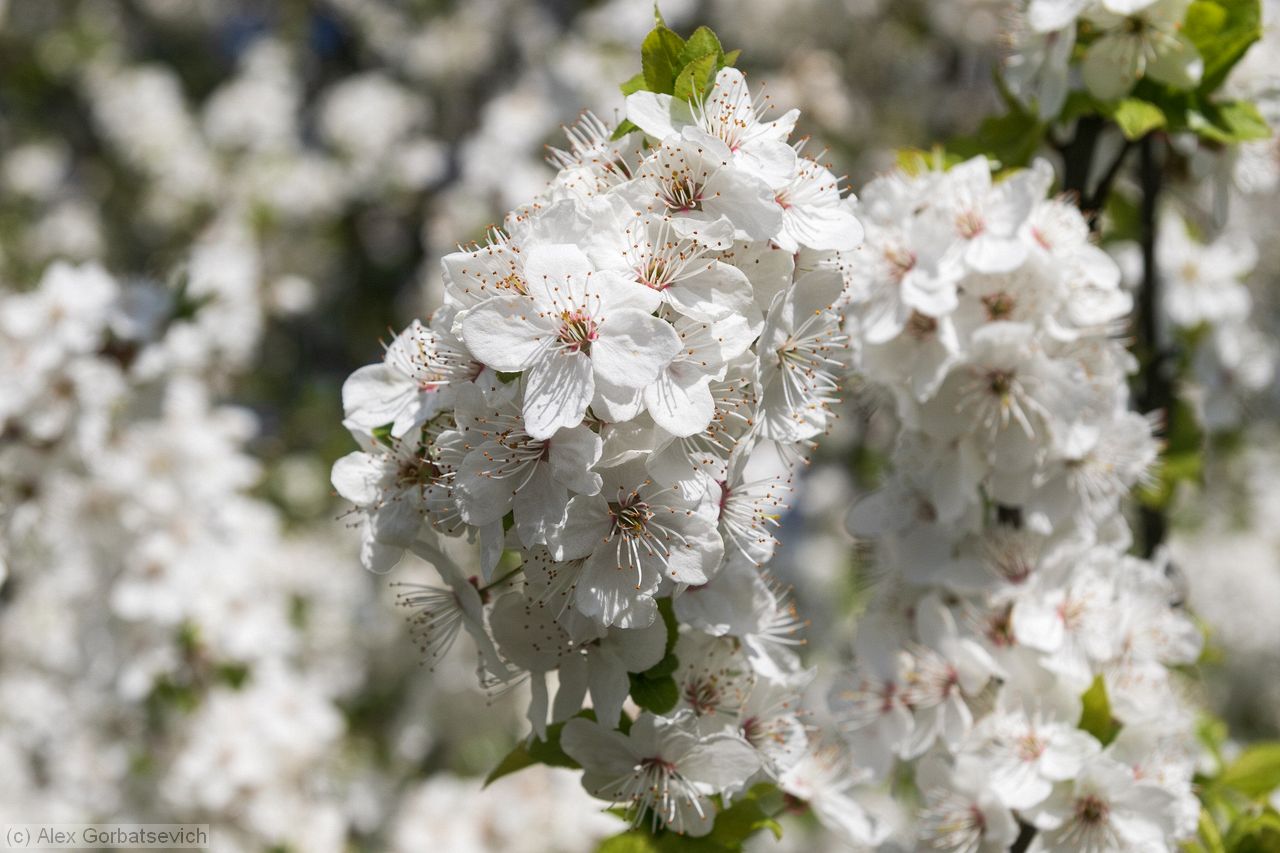 ����� ��������