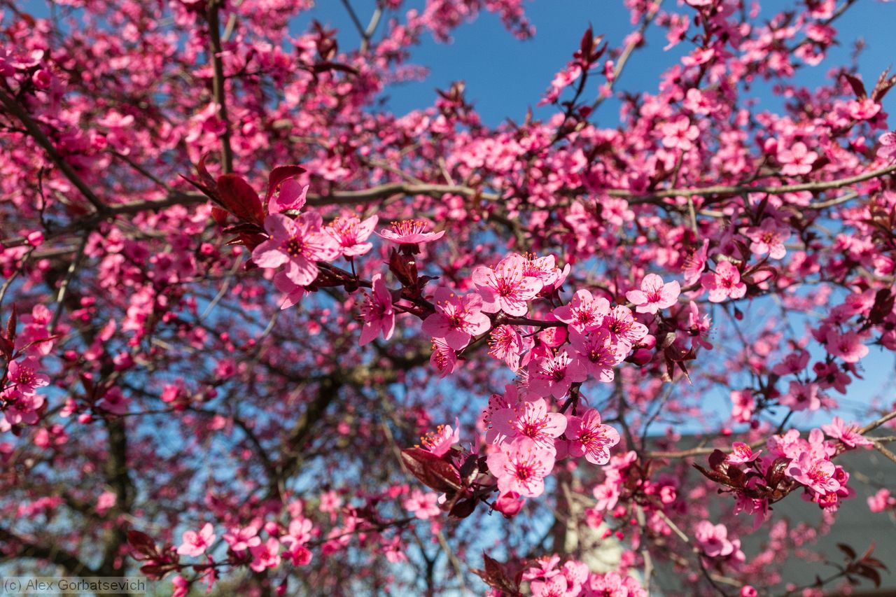 ������� ��������