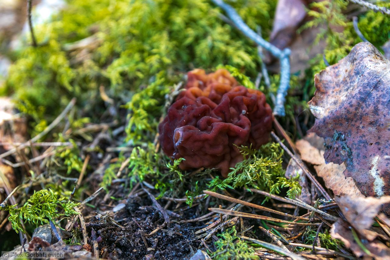 ����. 1 ��