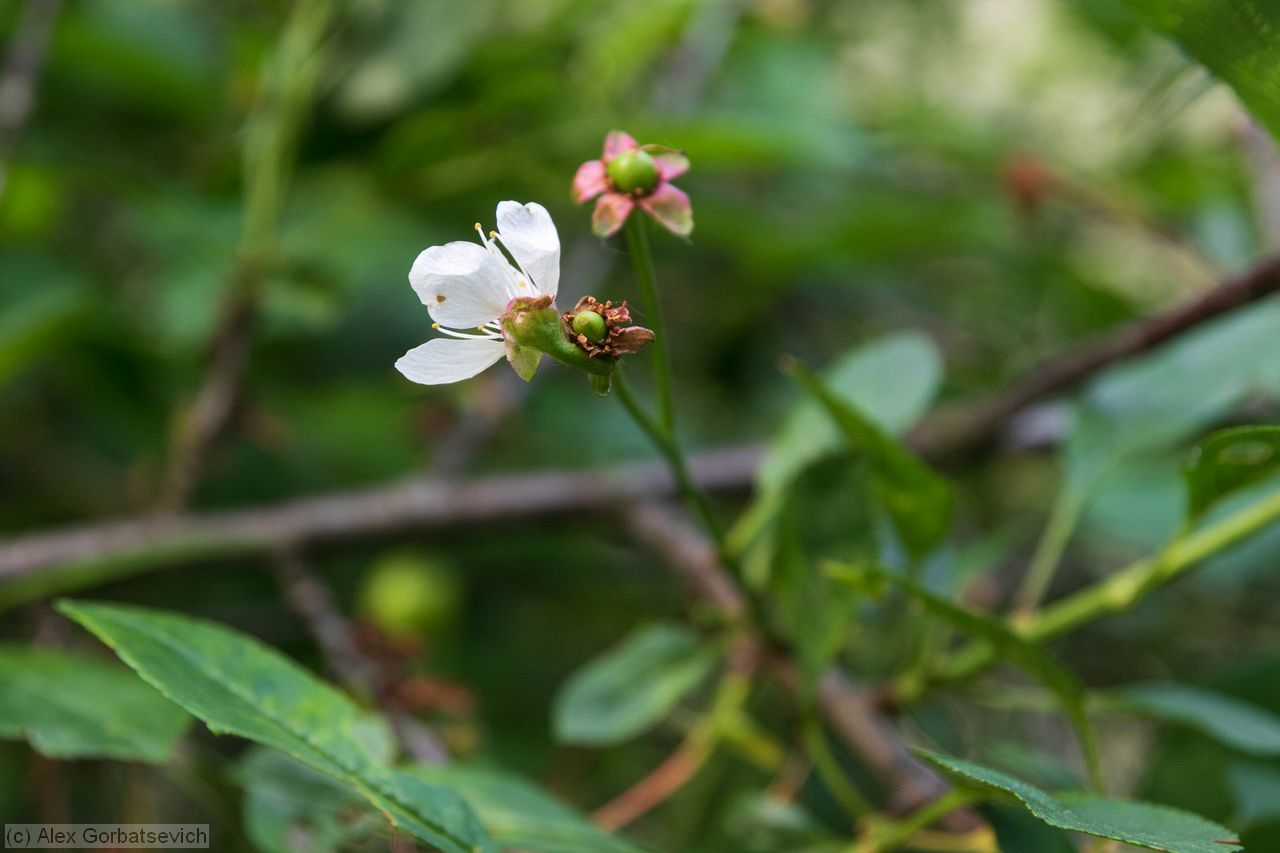 ������� ��� �����