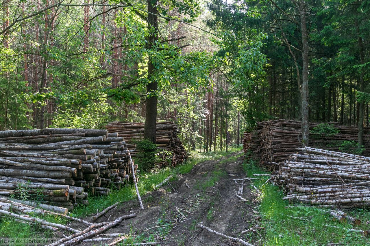 ����� ����