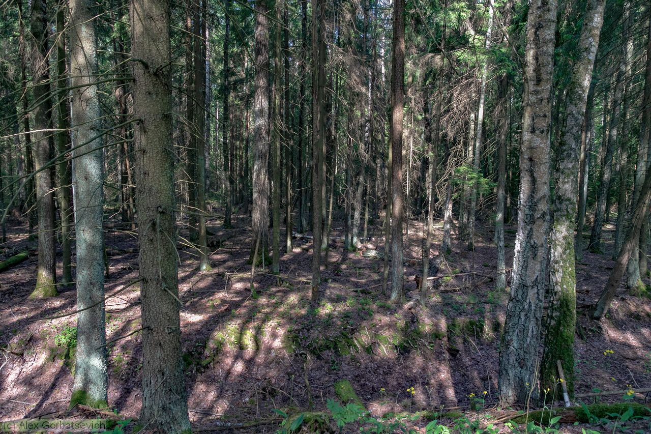 ��������� ���