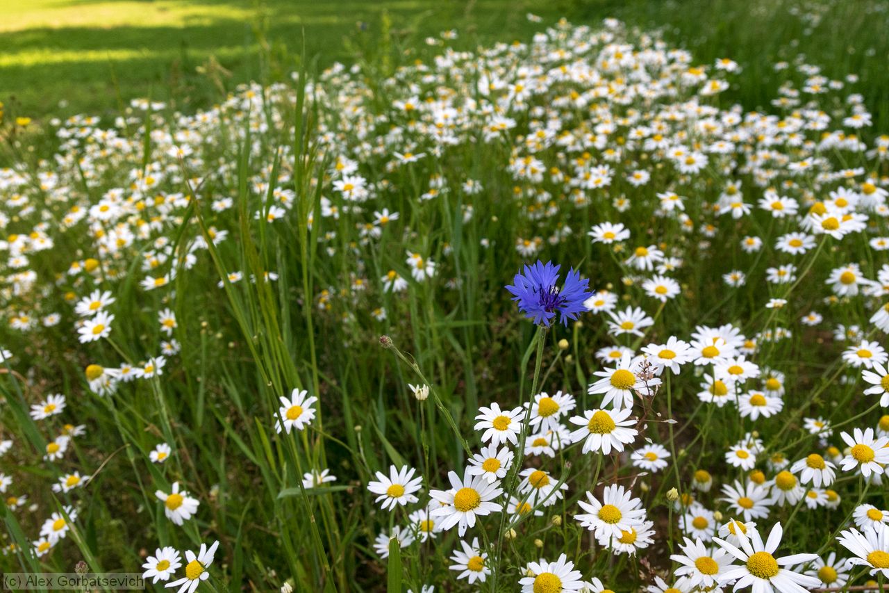 ���� �����...