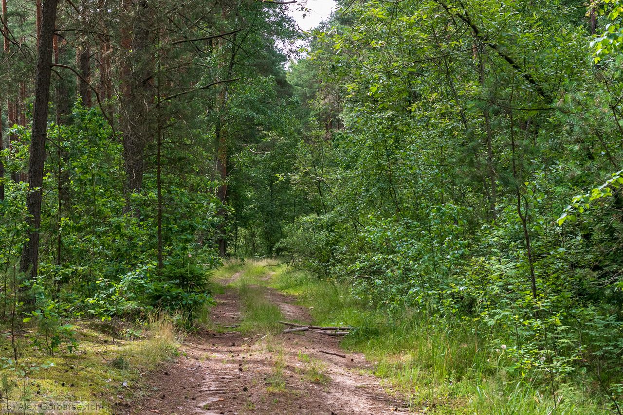 ������ �������