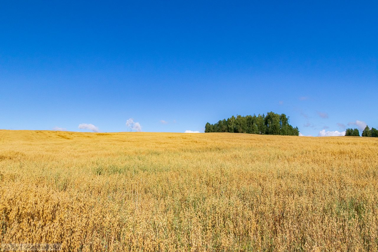 ������� ����