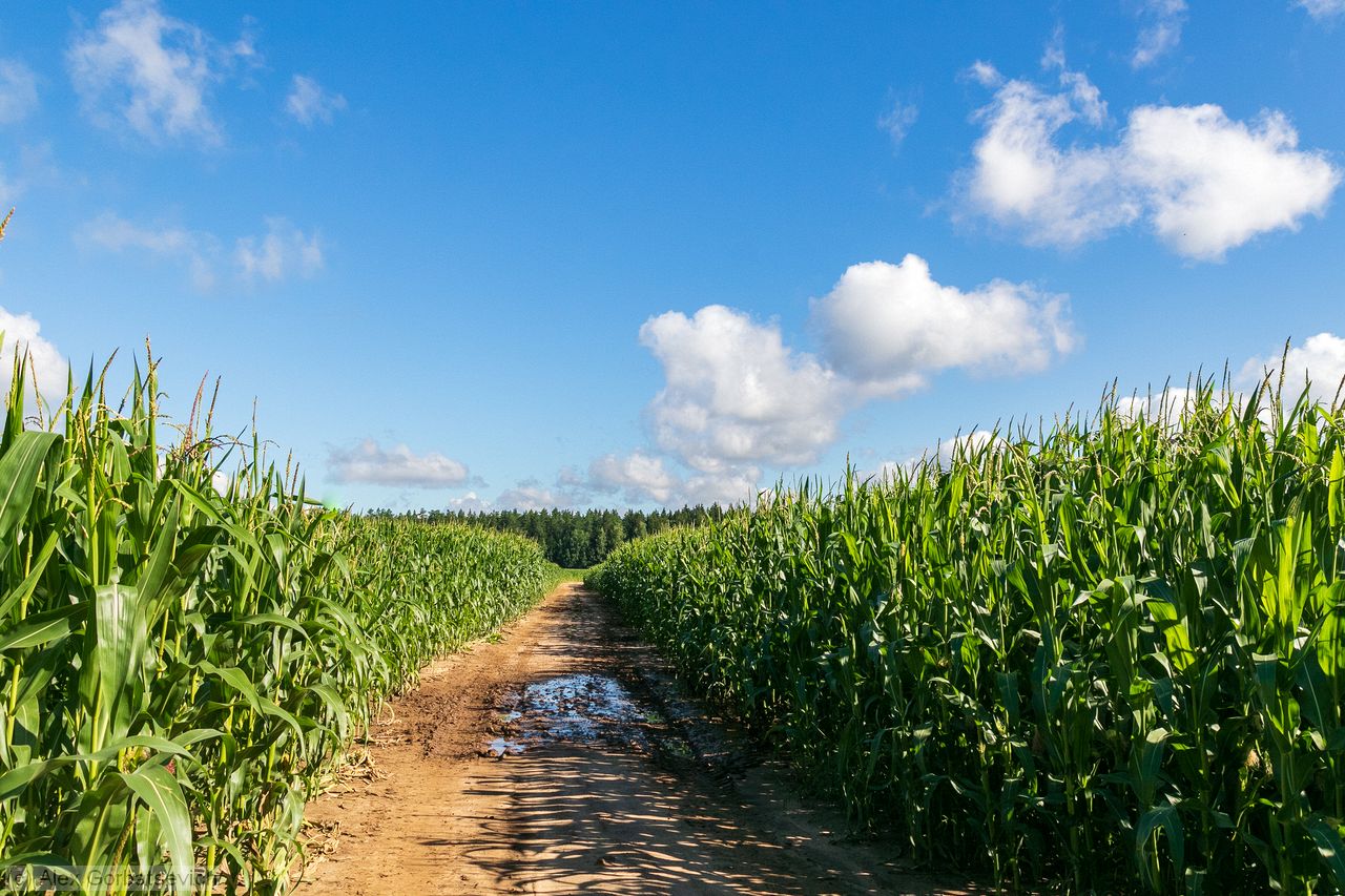 ������ ����� ��������