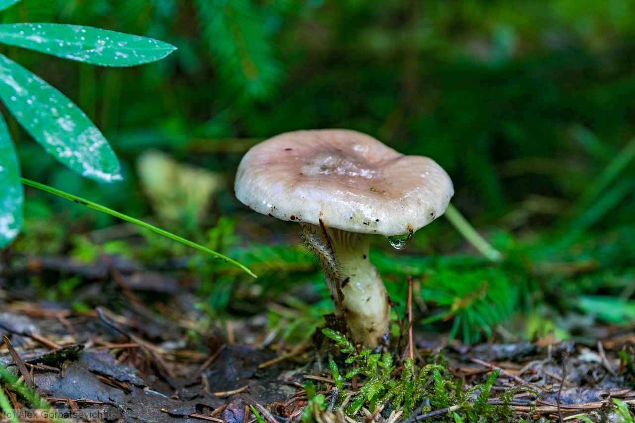 ������ ��������