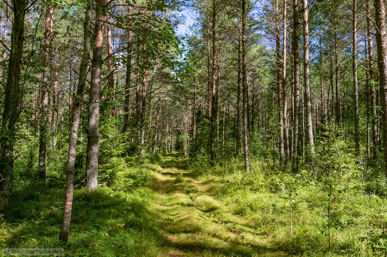 ������ ������