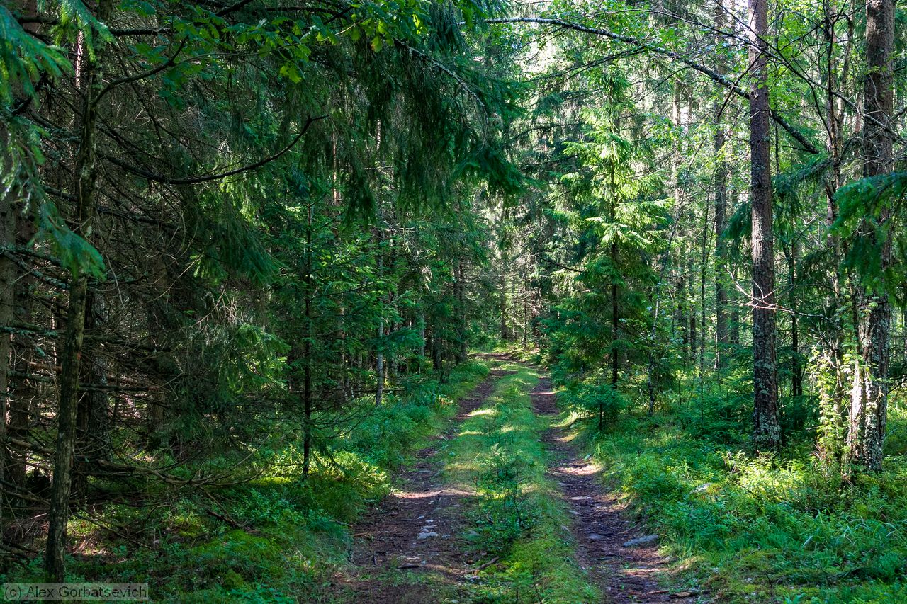 ����� ������ ���