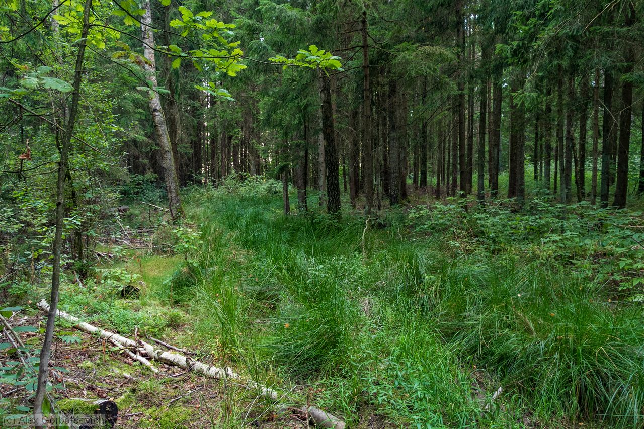 ����� ���