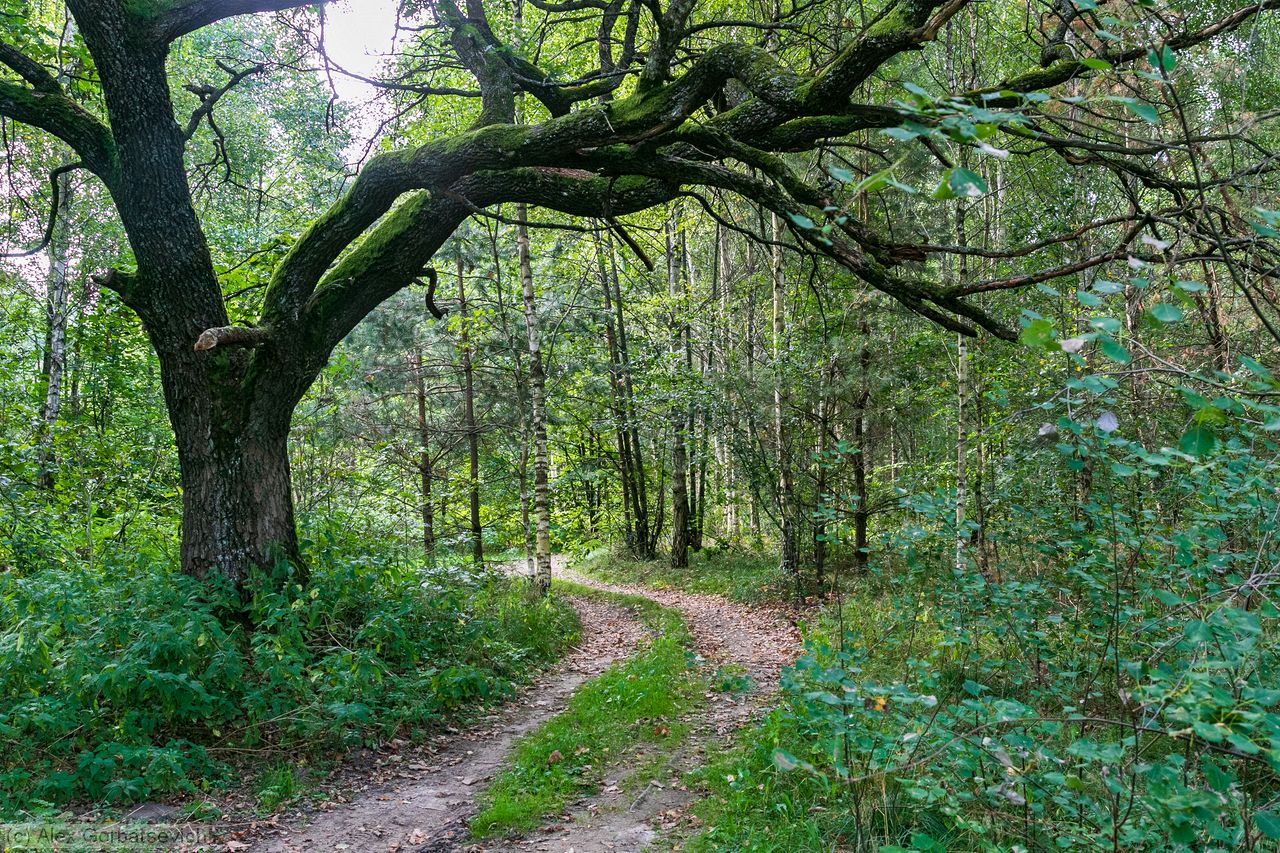 ������ �� �����