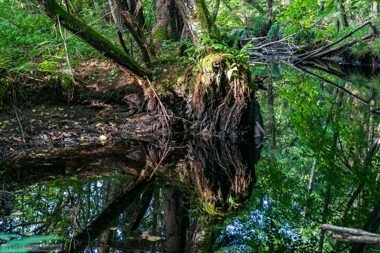 ����� ������