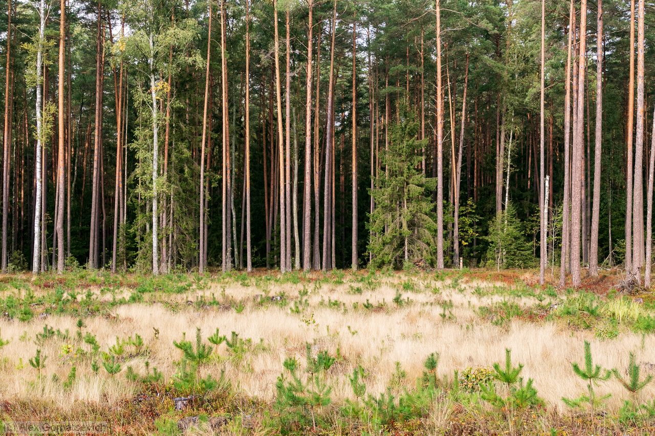 ����� �����