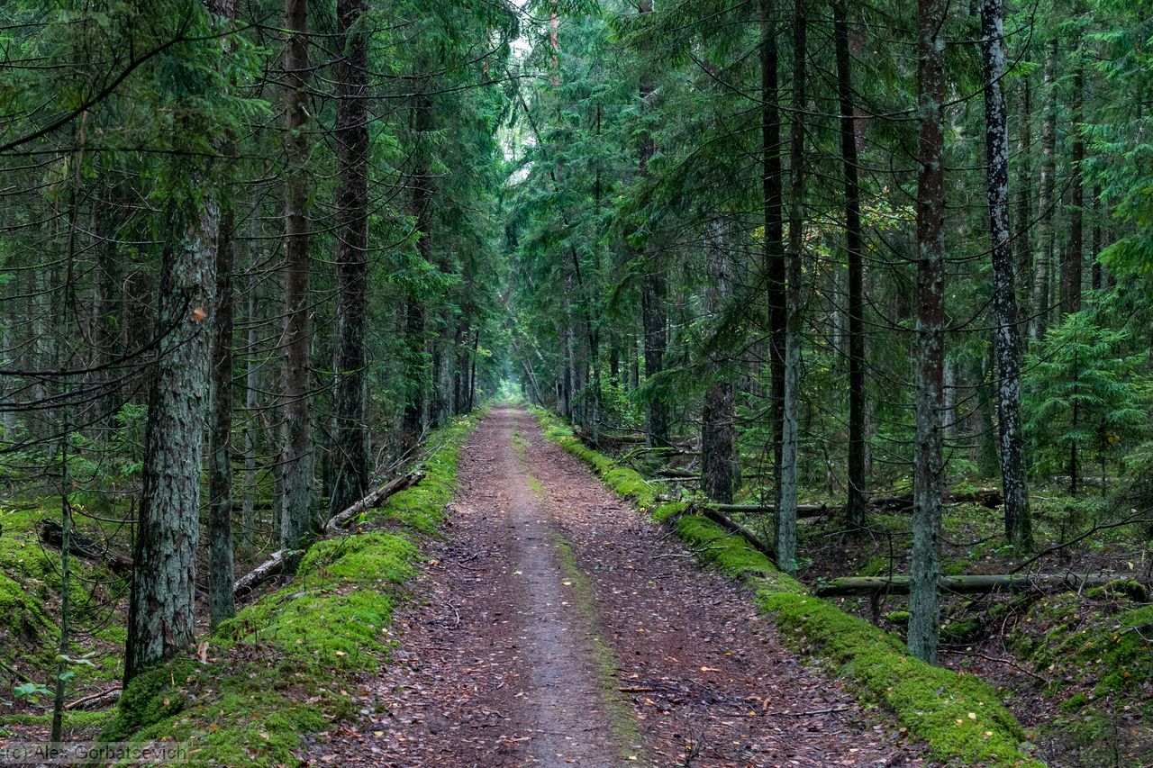 ������ ���