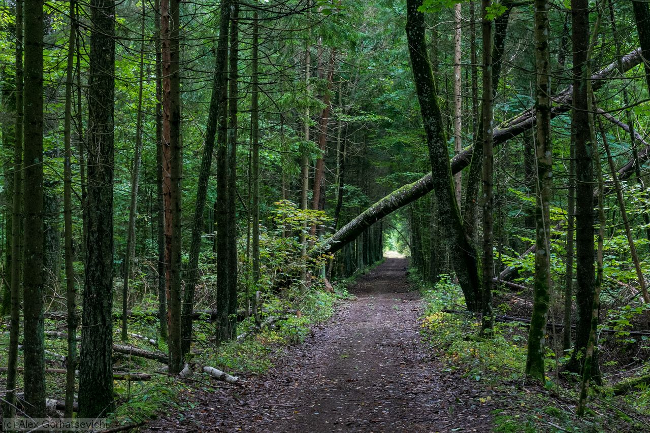 ������ ���