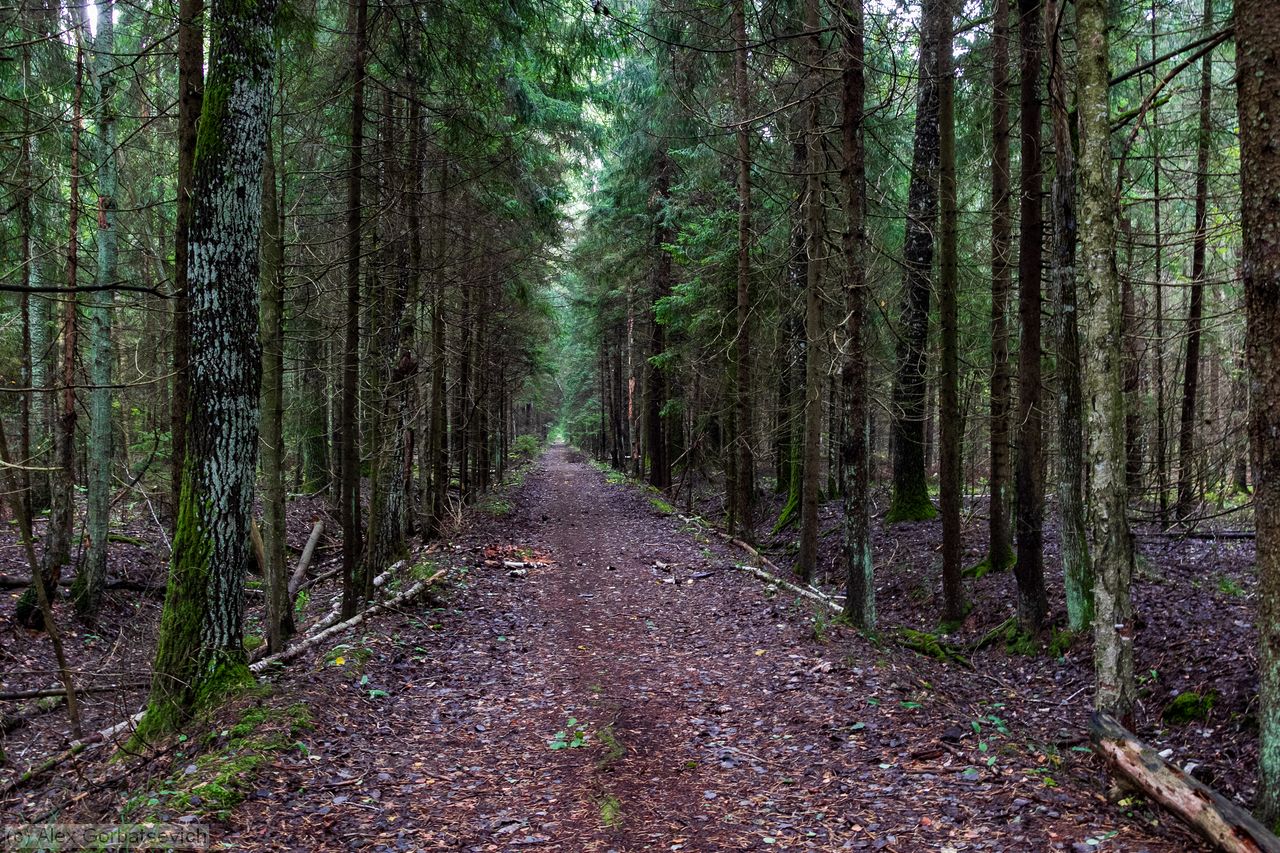 ������ ���