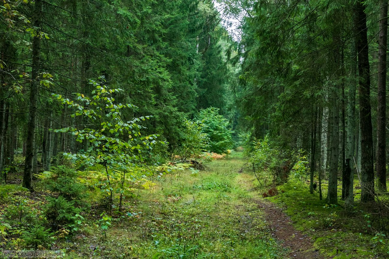 ������ �������