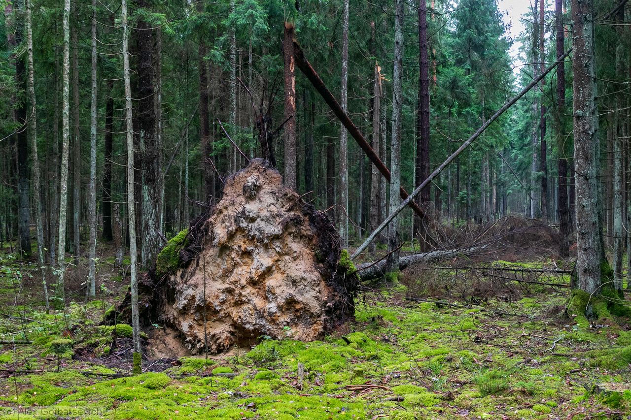 ����� ��������